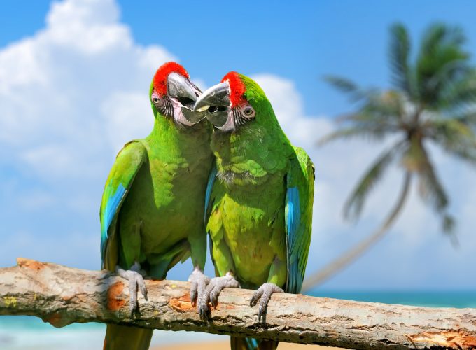 Wallpaper parrot, plumage, branch, exotic birds, green, Animals 394532727